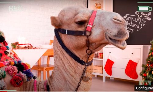 camello-comiendo